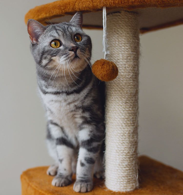 cute scottish straight gray cat
