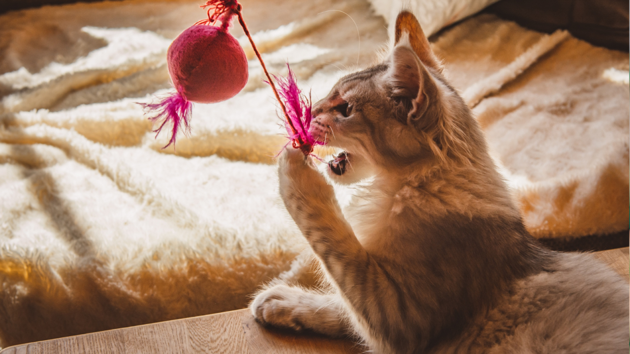 ro---2025-10-28T175905.701