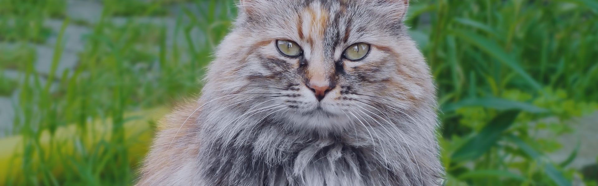 british longhair domestic cat at garden