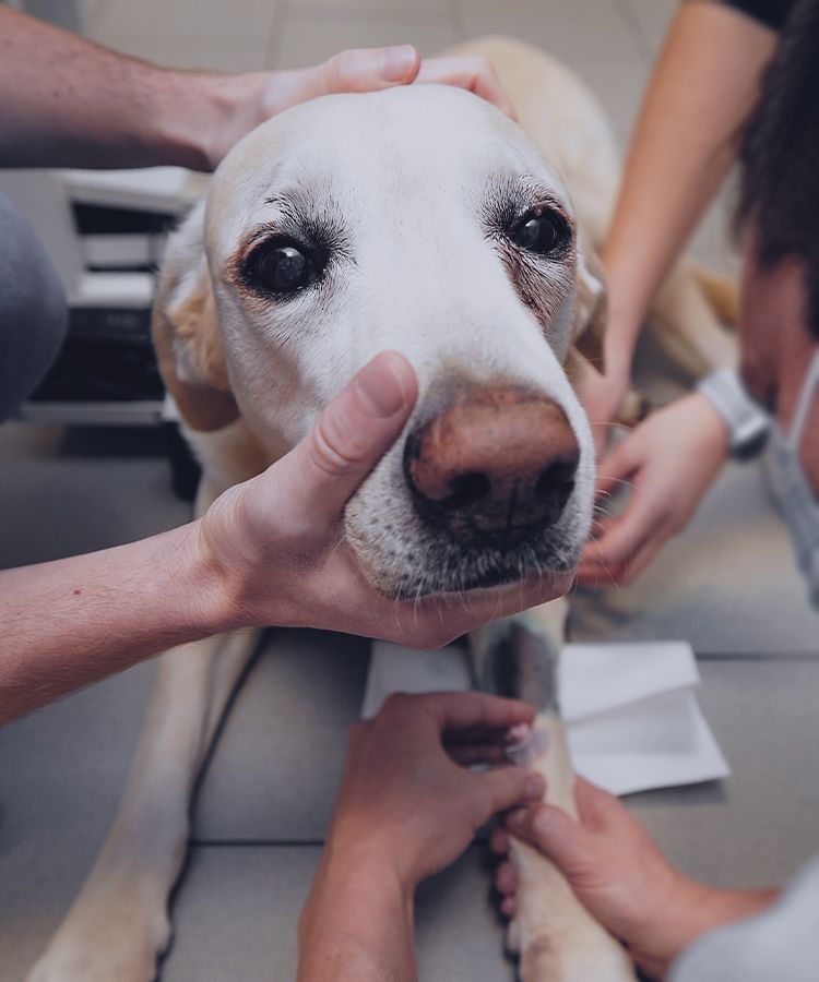vet taking blood sample from dog