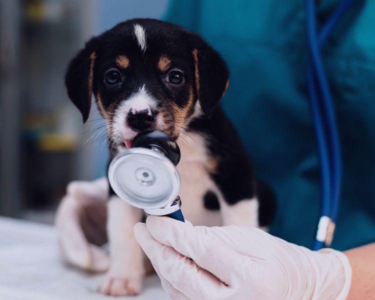 puppy licking a stethoscope
