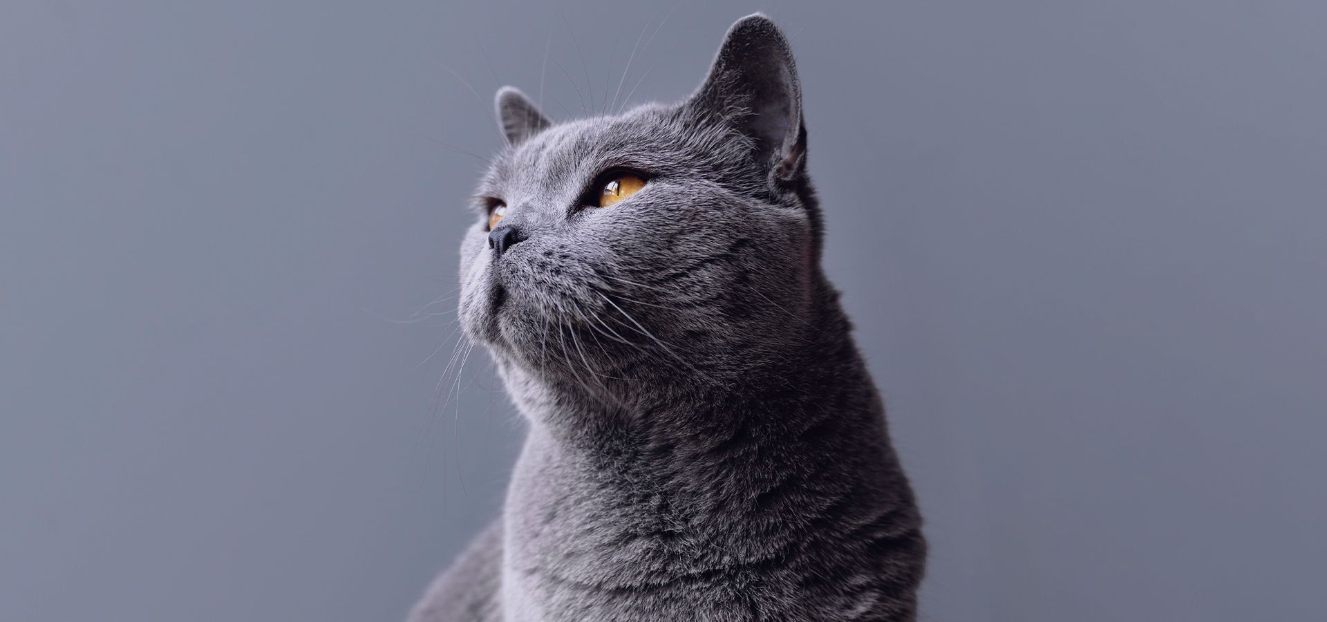 gray cat with gray background