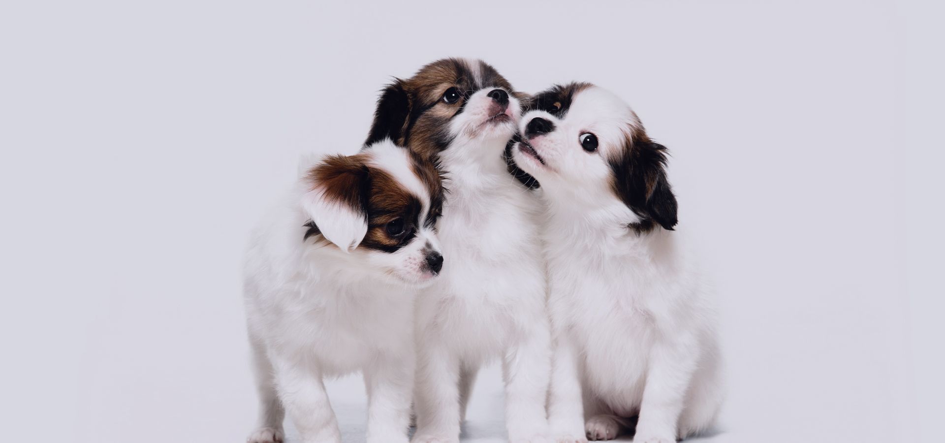 papillon puppies with white background