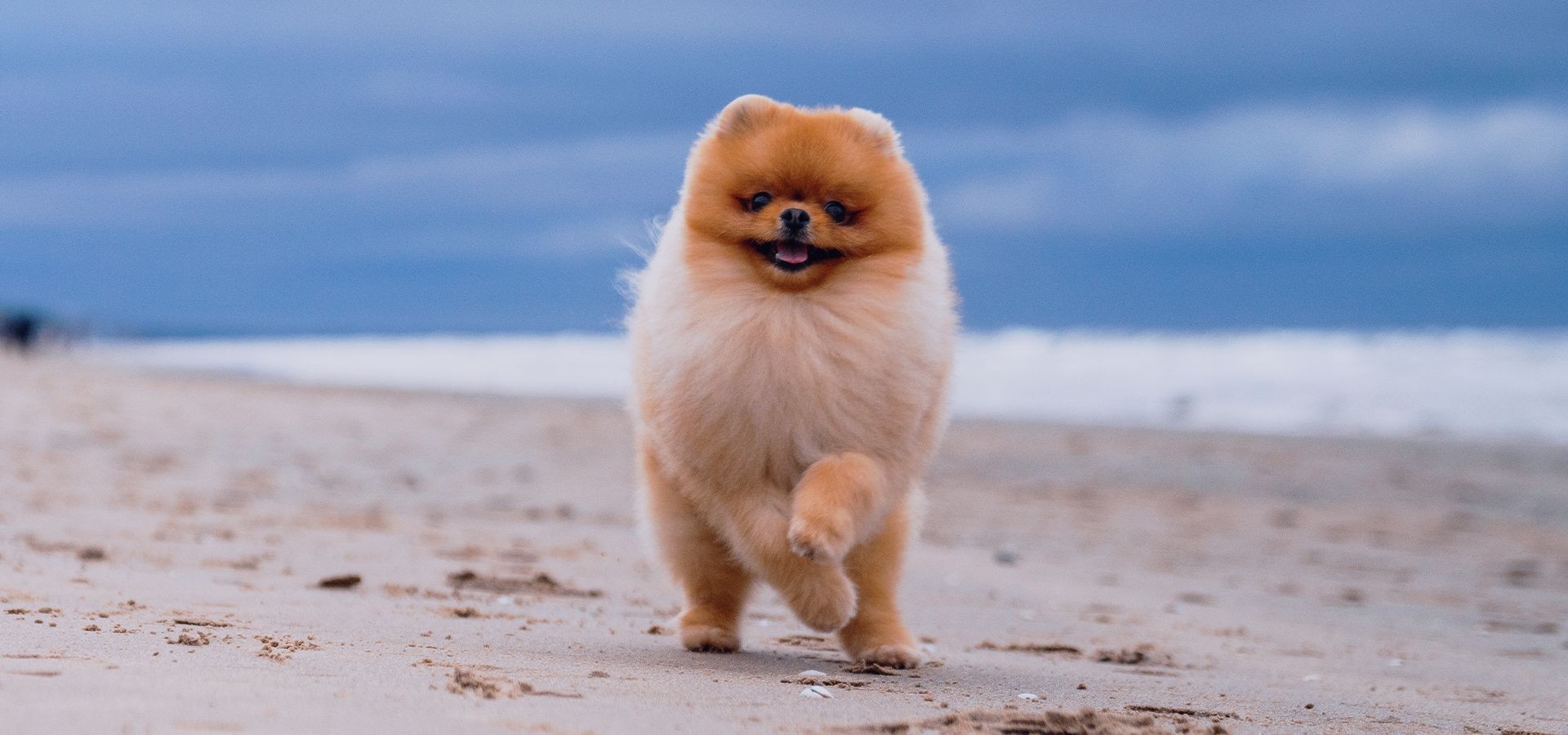 promerian dog running in the beach