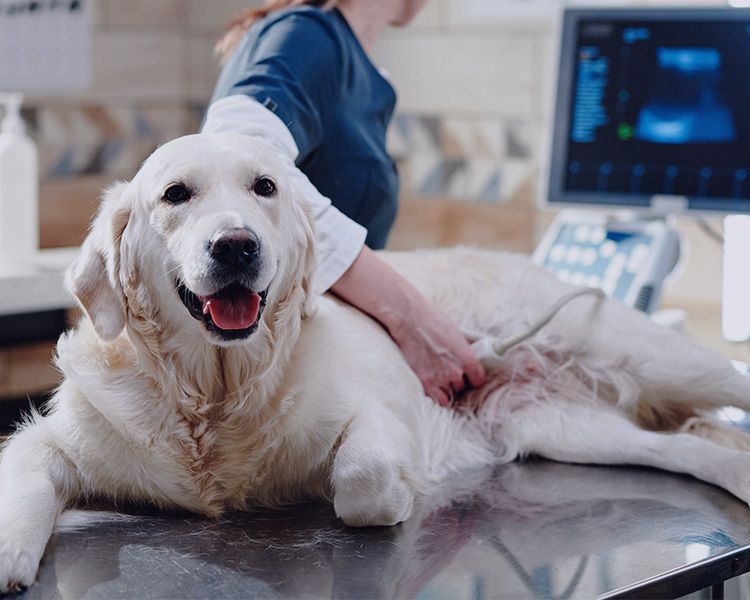 veterinarian performing an ultrasound on dog