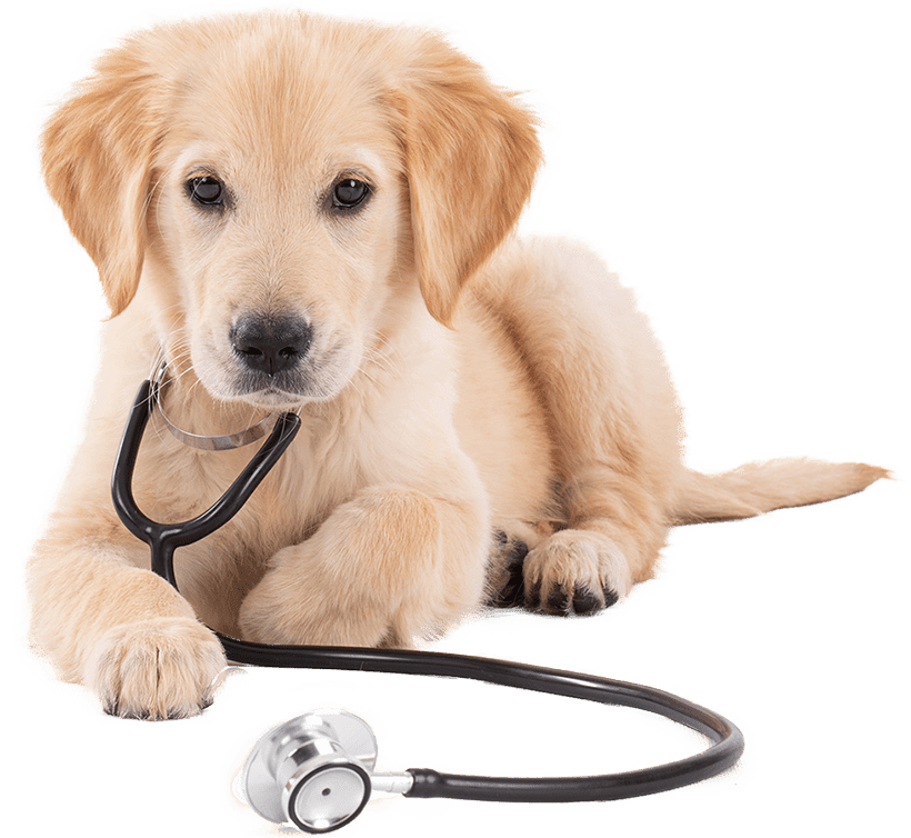 young veterinary golden retriever with stethoscope