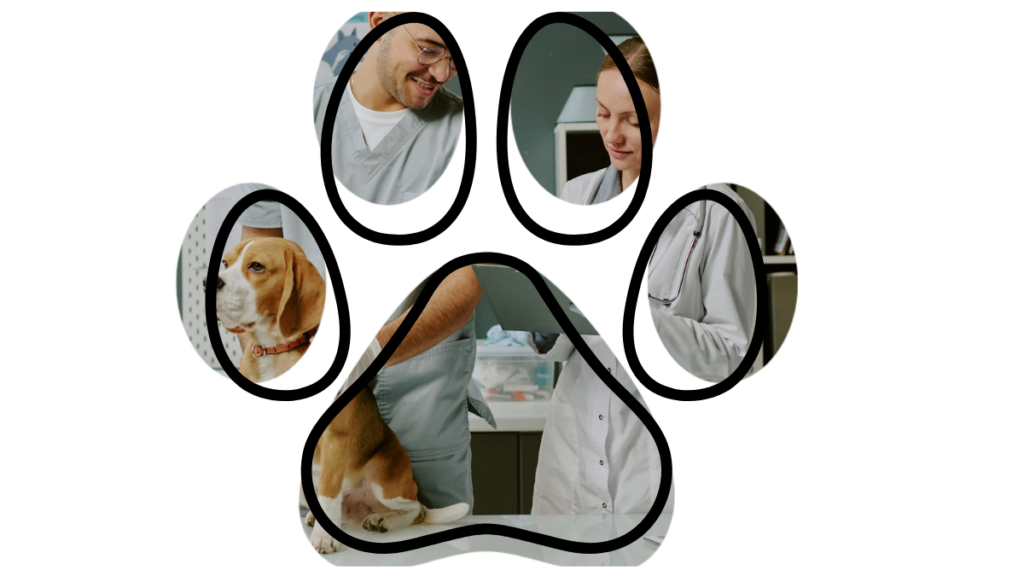 A beagle being examined by two veterinarians, one holds a clipboard, in a paw-shaped collage.