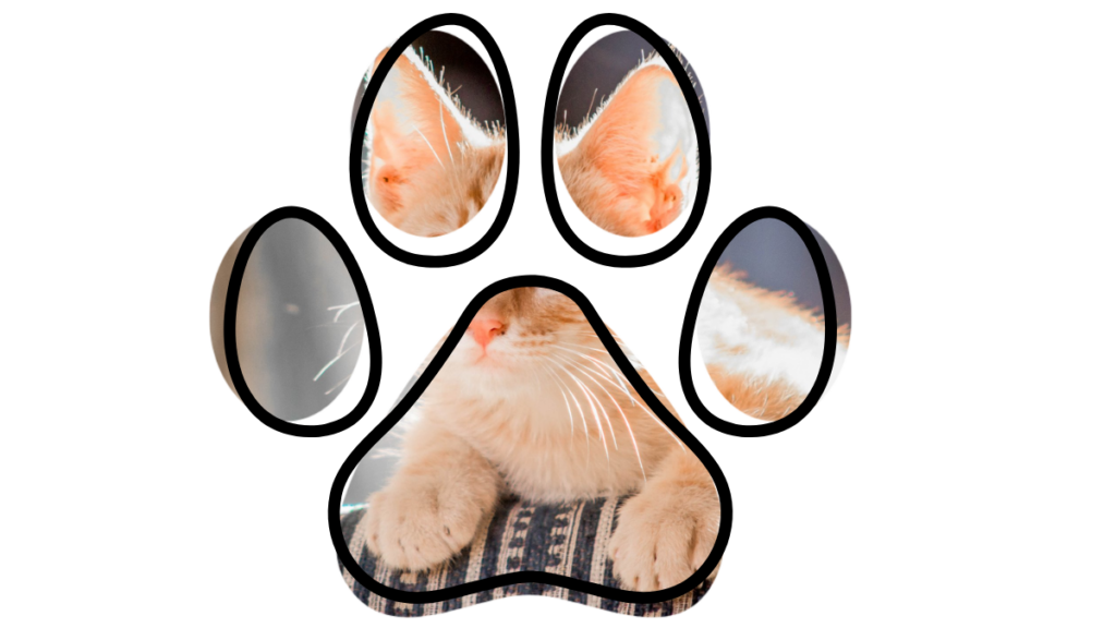 A close-up of an orange cat's face and paws seen through a paw-shaped frame.