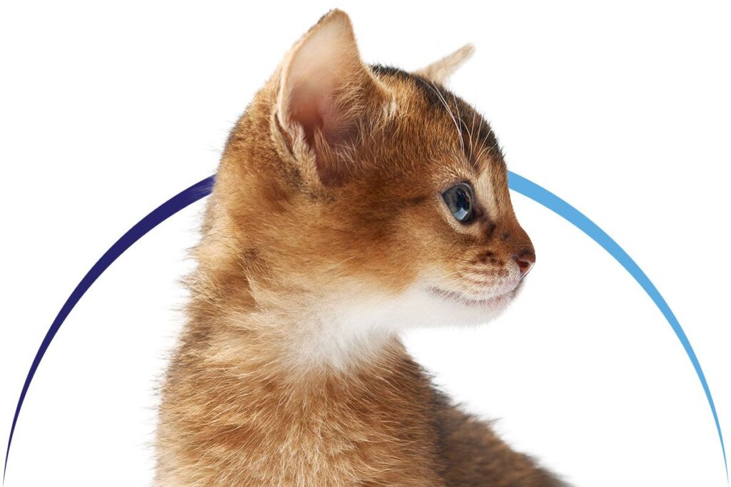 Profile of a fluffy brown kitten with blue eyes, looking to the right.