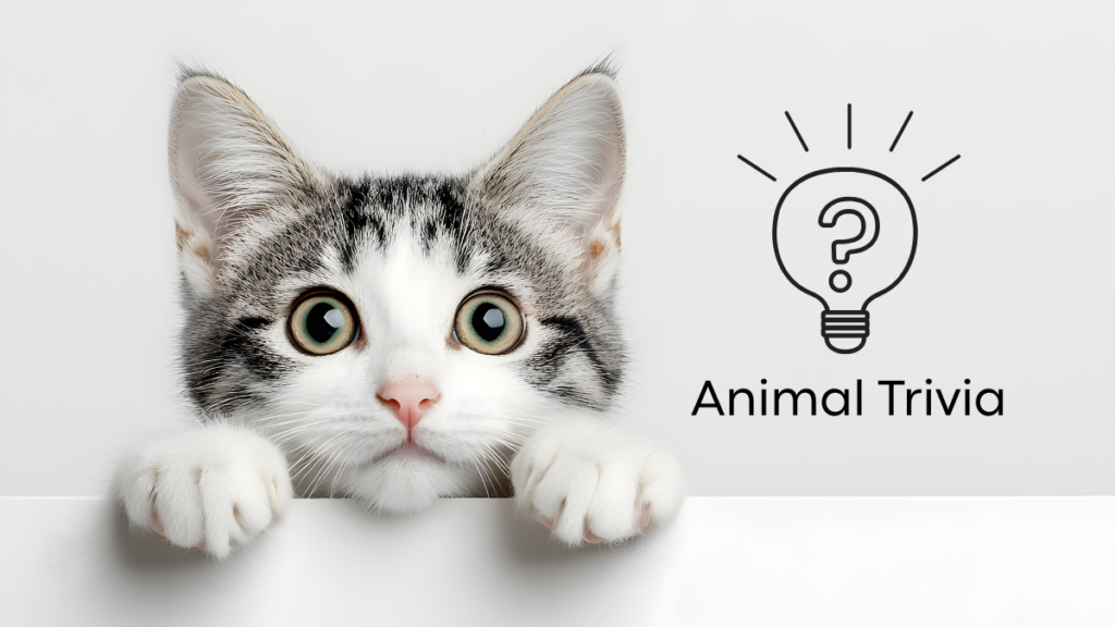 A curious cat with large eyes peers over a ledge next to a lightbulb icon labeled "Animal Trivia."
