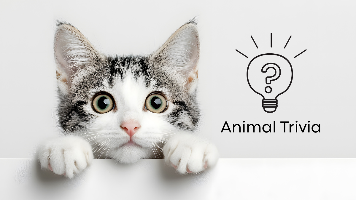 A curious cat with large eyes peers over a ledge next to a lightbulb icon labeled "Animal Trivia."