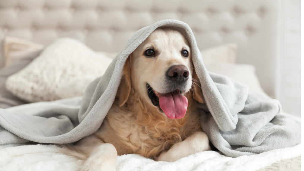 Golden retriever under a gray blanket on a bed, tongue out and looking content.