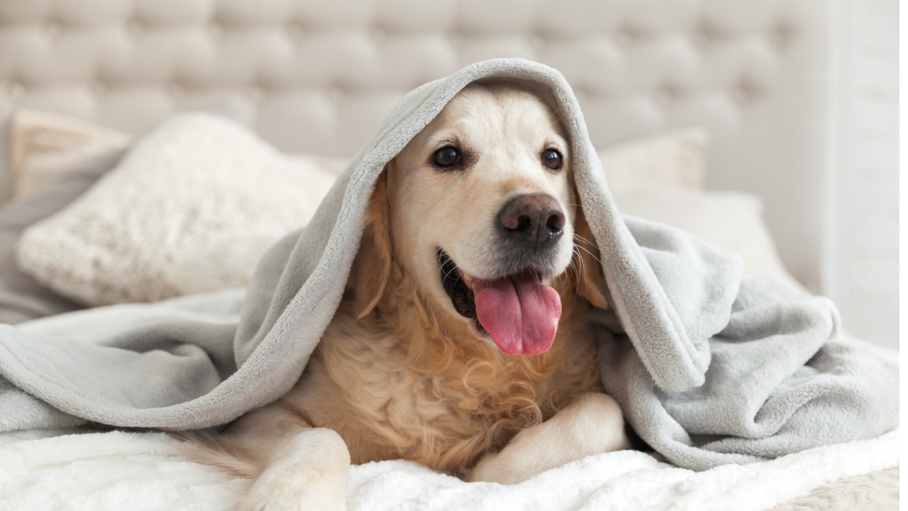 Golden retriever under a gray blanket on a bed, tongue out and looking content.
