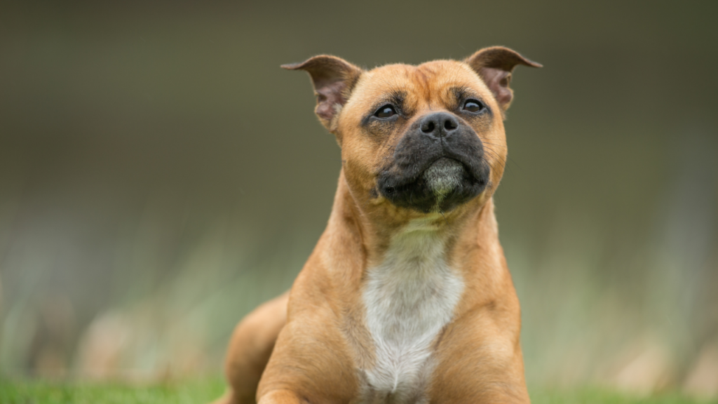 A brown dog with a white chest sits attentively, gazing upward.
