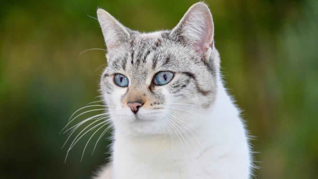 A cat with striking blue eyes and a white and gray striped coat, gazing intently to the side.