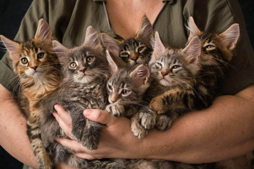 A person cradles six adorable fluffy kittens of various colors, all with alert ears and curious expressions.