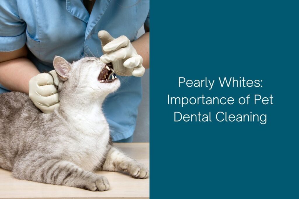 A veterinarian wearing gloves holds a cat's mouth open for dental examination.