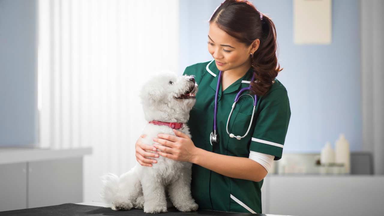 Veterinarian in a green uniform gently examining a fluffy white dog on a table.