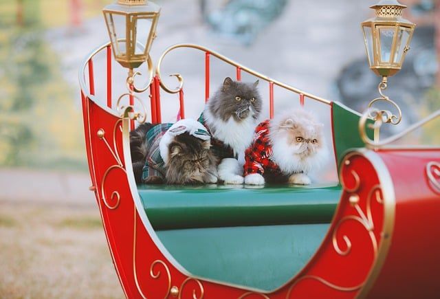 Three fluffy cats in festive attire sit in a decorative red sleigh with ornate details and lanterns.