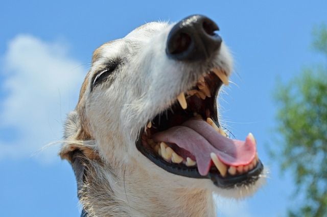 Dog with its mouth open wide, showing teeth and tongue, against a clear blue sky.