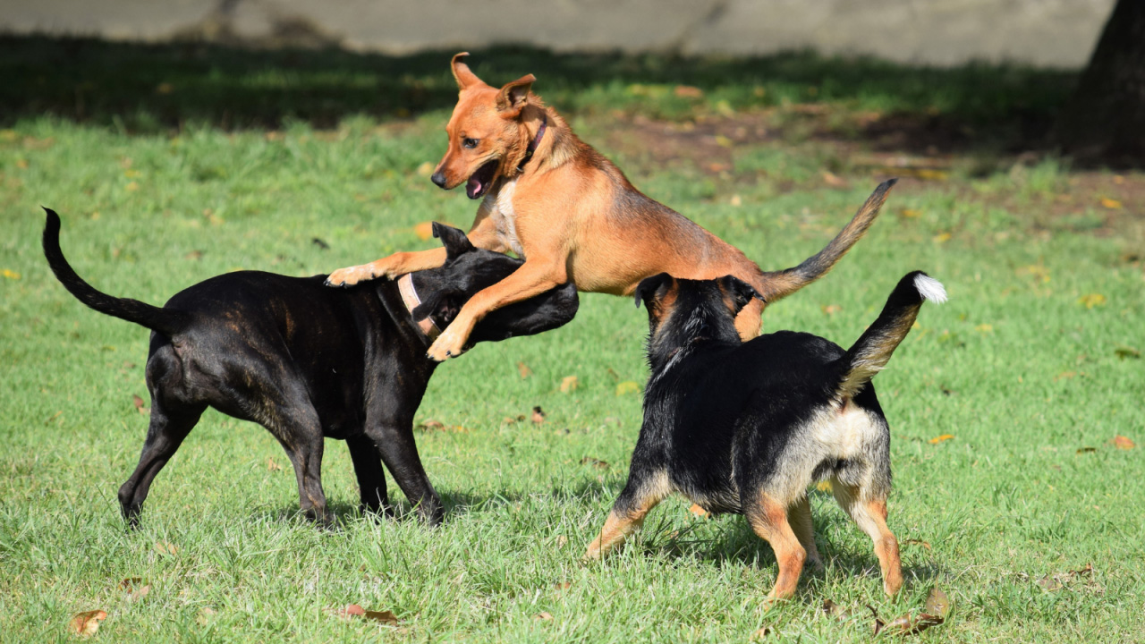Three dogs energetically play and interact on a grassy field.