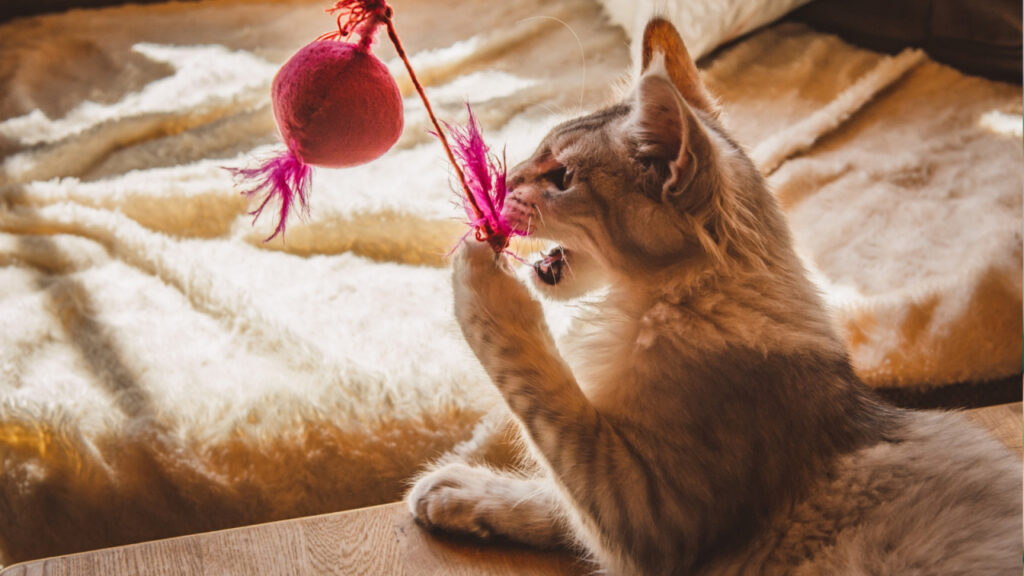A fluffy cat playing with a pink ball toy suspended in front of it.