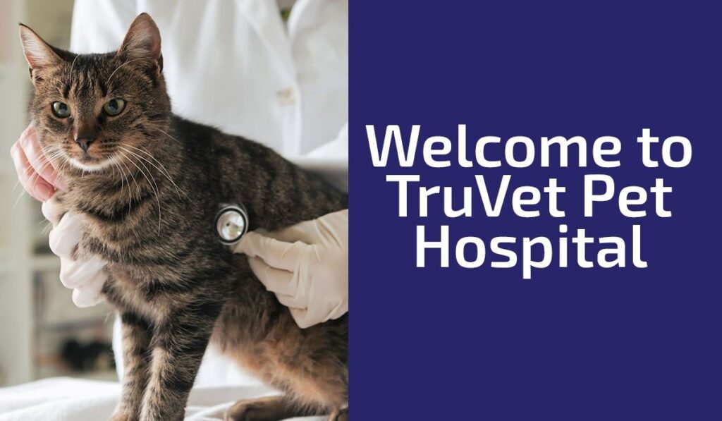 A veterinarian examines a tabby cat with a stethoscope; text reads "Welcome to TruVet Pet Hospital."