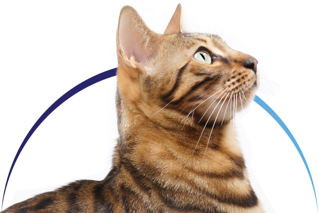 Profile view of a Bengal cat with striking green eyes and a sleek, striped coat.