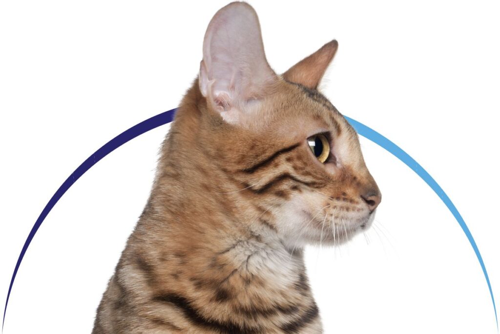 Profile of a striped cat looking right, with a blue arc behind its head.