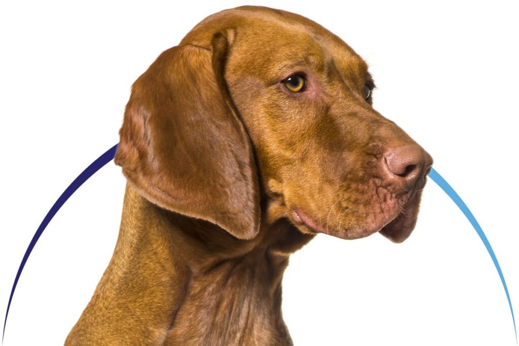 Close-up of a brown dog with droopy ears looking to the right.