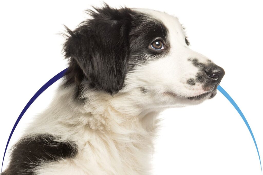 Black and white dog with attentive expression and blue curve near its nose.