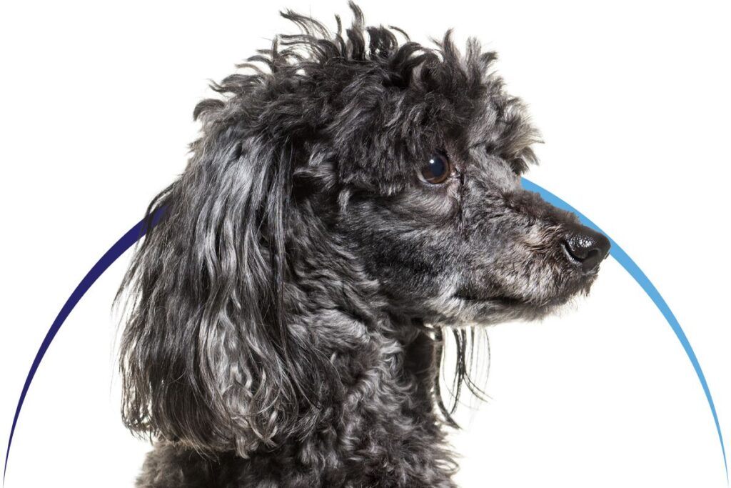 Curly-haired black dog in profile with blue and purple arcs behind.