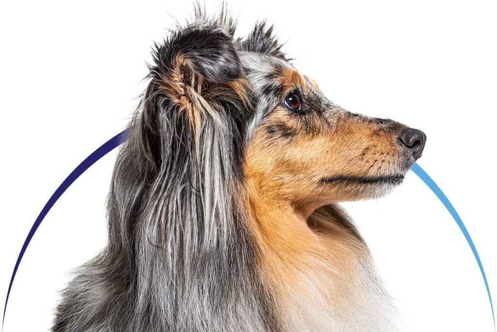 Side profile of a long-haired tricolor Shetland Sheepdog looking right.