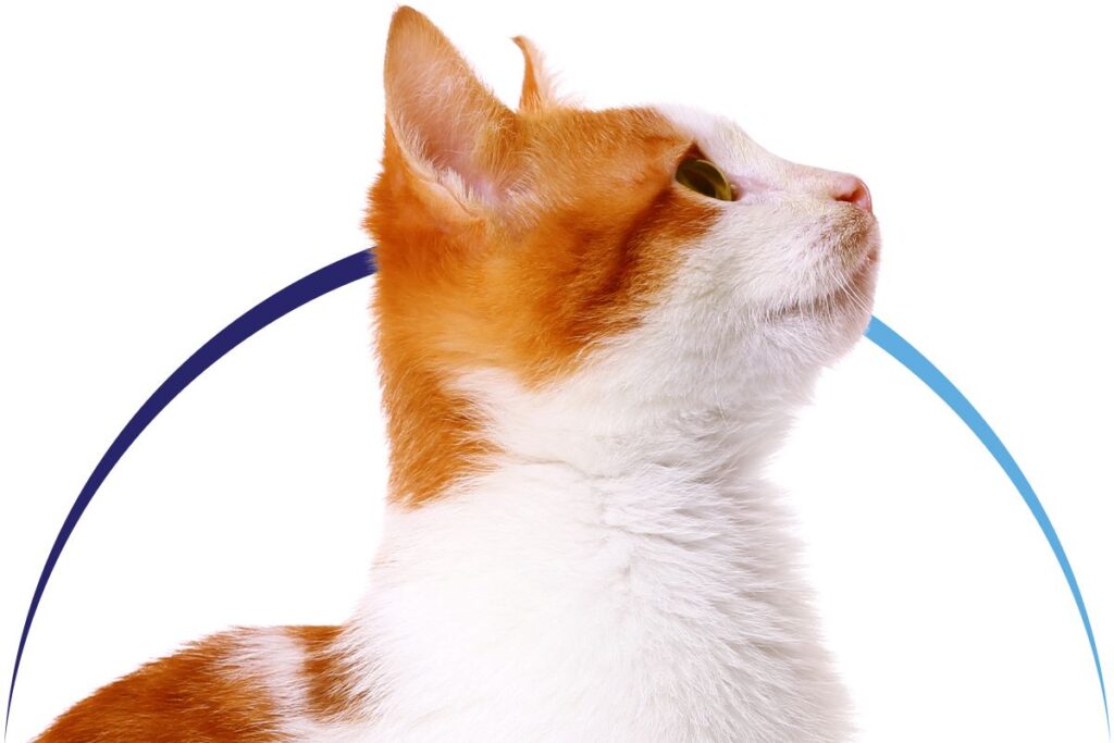 Profile of an orange and white cat looking upwards with a curved blue line behind it.