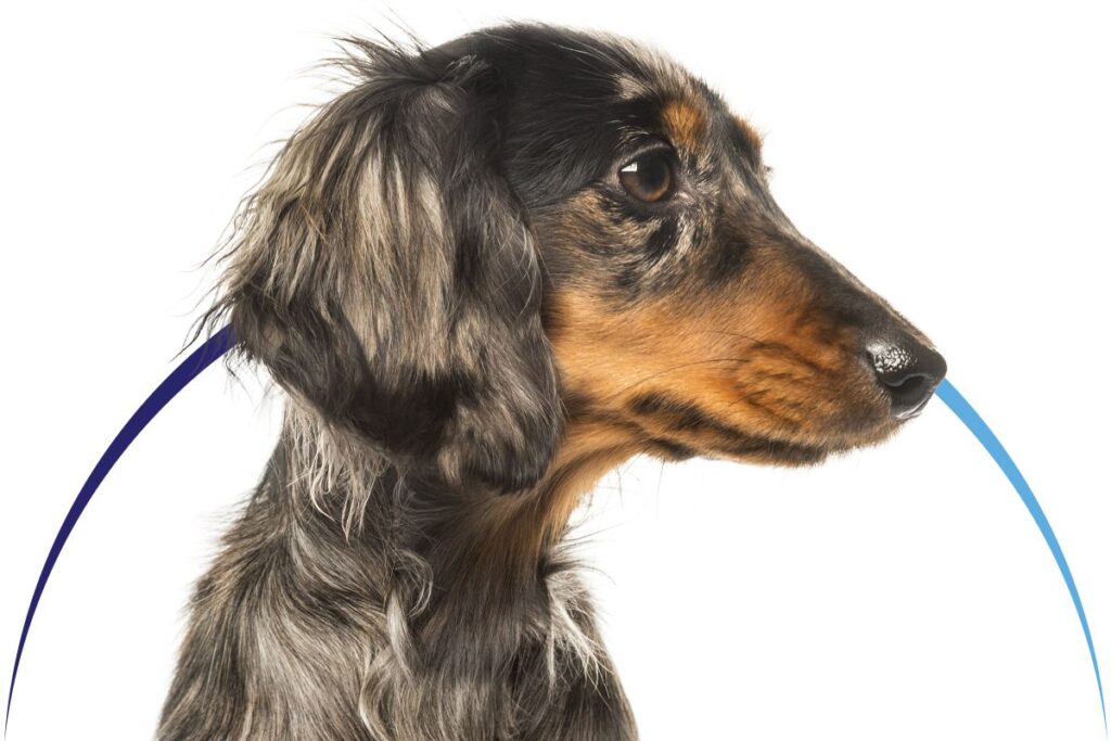 Close-up profile of a long-haired dachshund with a glossy coat and a focused expression.