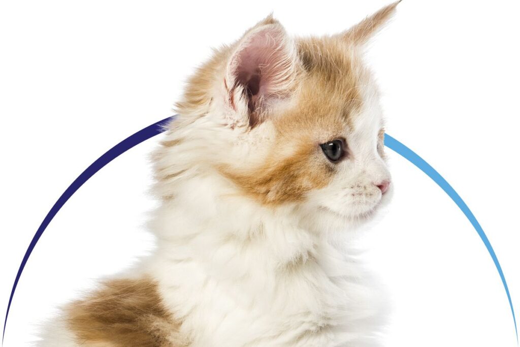 Fluffy white and orange kitten in profile with a gentle arching gradient line in the background.
