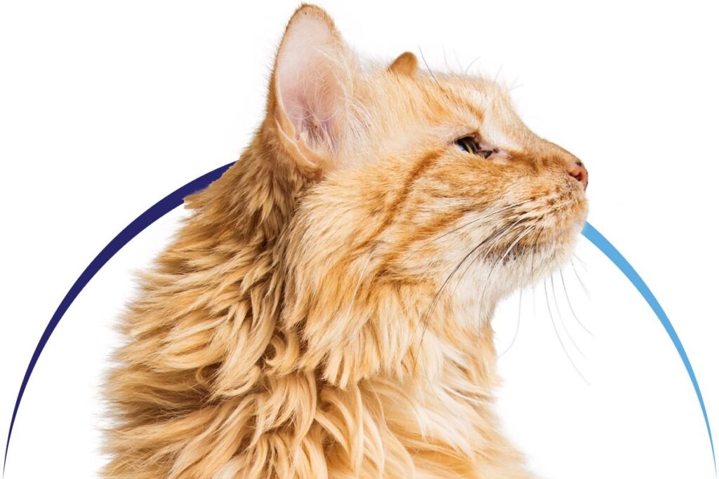 Side profile of a fluffy ginger cat with a white background and a blue curved line behind it.