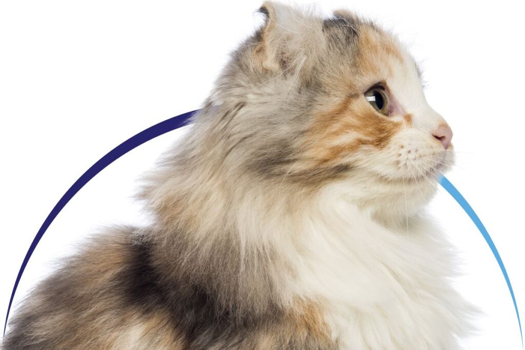 Fluffy calico cat with green eyes, looking to the side.
