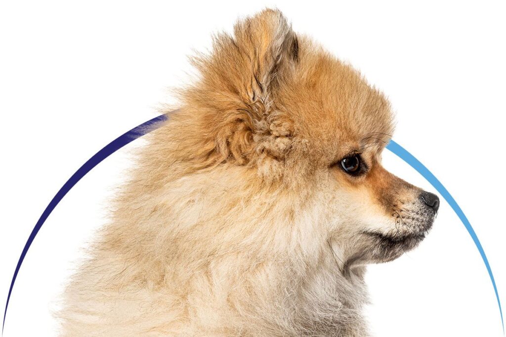 Side profile of a fluffy Pomeranian dog with tan and white fur, looking alertly to the right.