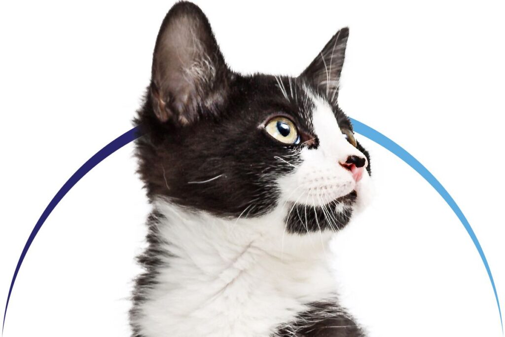Black and white cat with blue eyes looking to the side, highlighted by a blue arc.