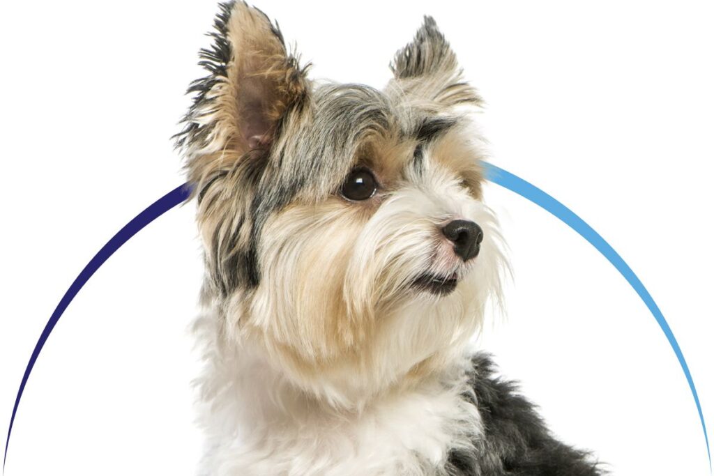 Fluffy dog with a tricolor coat and alert expression.