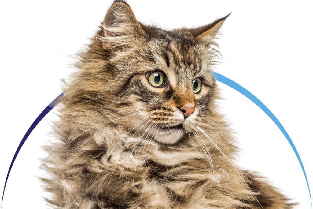 Fluffy cat with long, thick fur and alert green eyes, looking to the side.