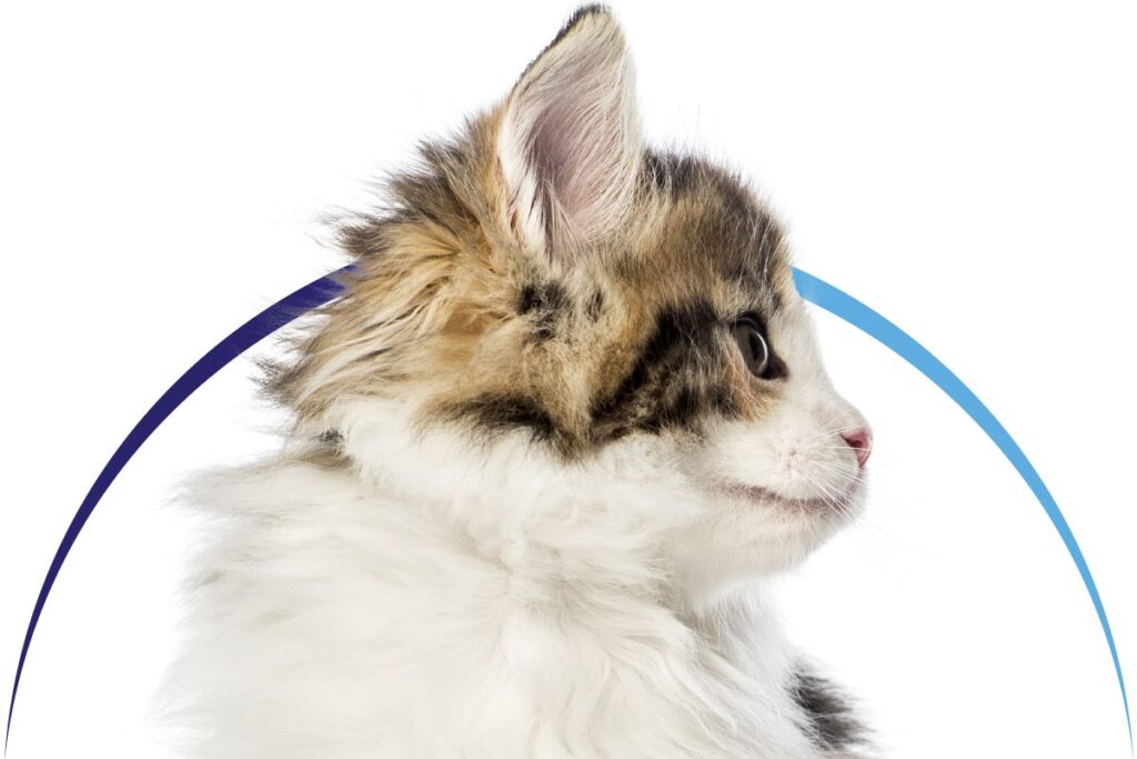 Fluffy kitten with brown and white fur, looking to the side.