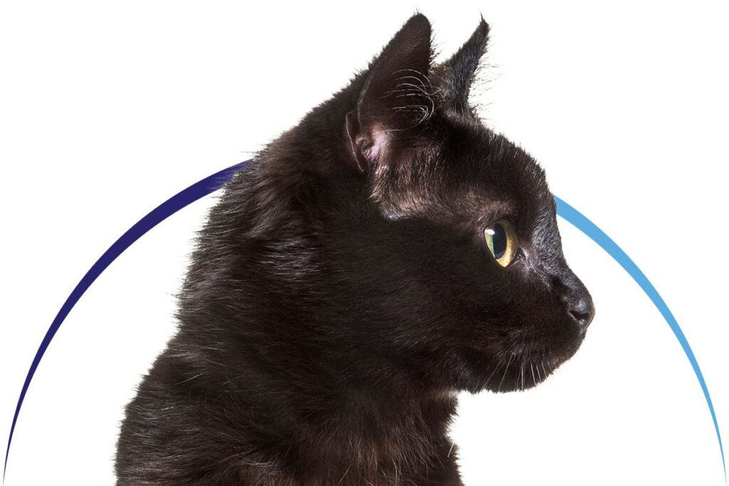 Profile of a black cat with bright yellow eyes, framed by a blue arc.