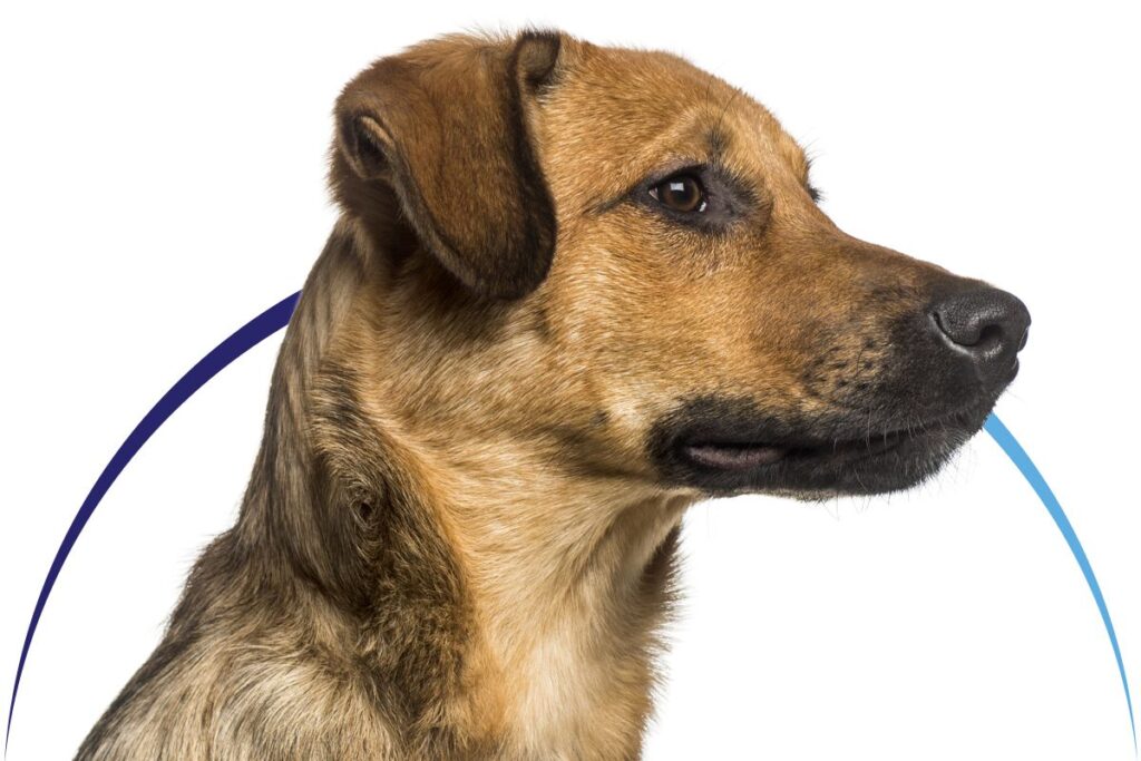 Profile view of a brown dog with floppy ears and a thoughtful expression.