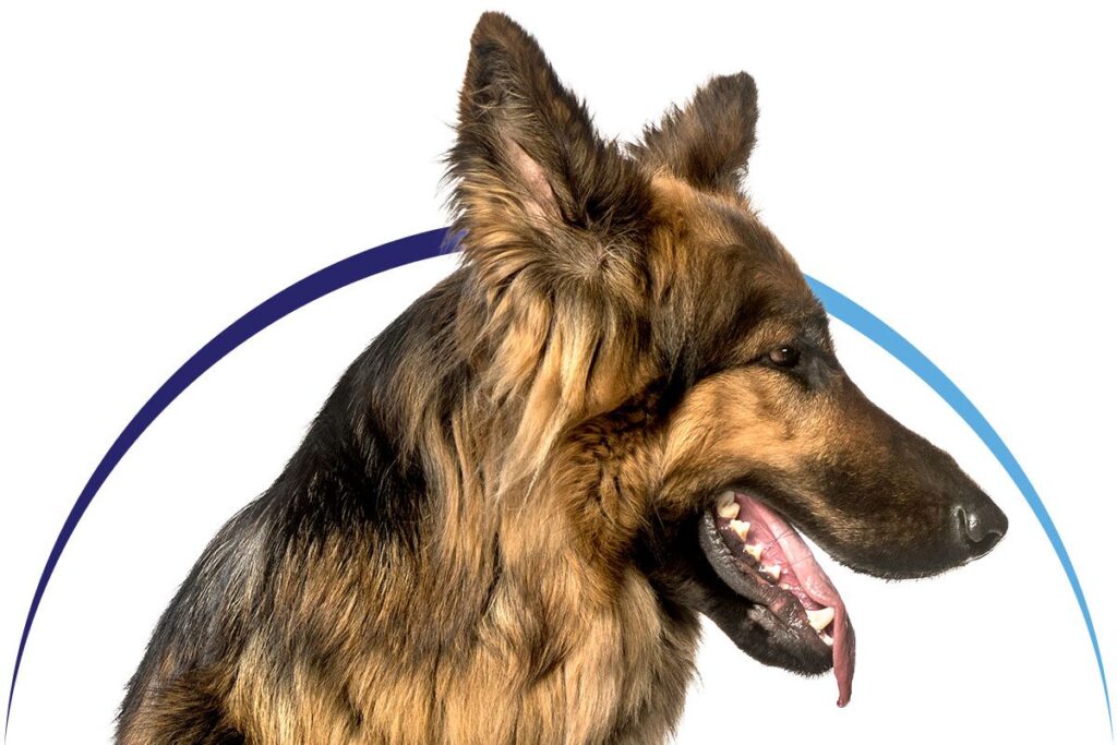 German Shepherd profile with an open mouth and visible tongue, framed by colored arcs.