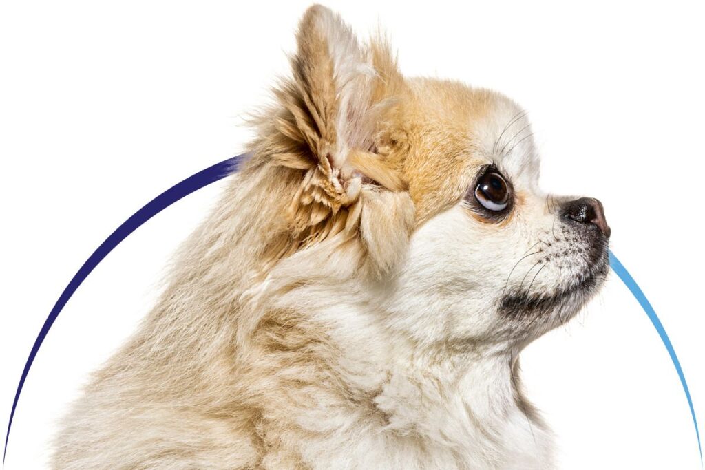 A fluffy, tan and white Chihuahua looking to the side, with a curious expression and a slightly open mouth.