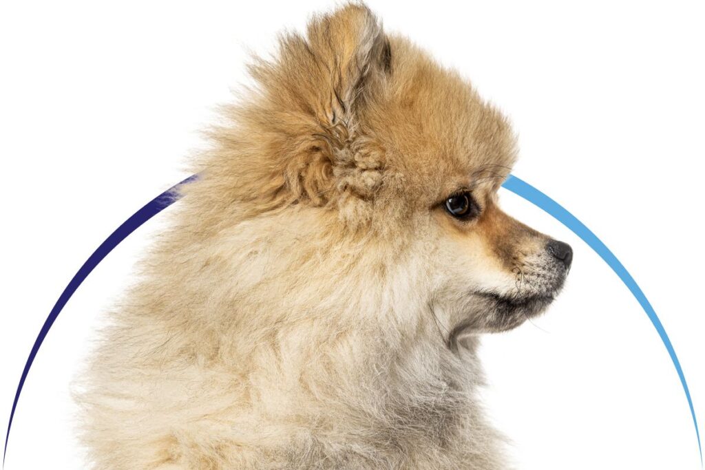 Fluffy Pomeranian dog in side profile, looking to the right, with a curved blue line behind its head.