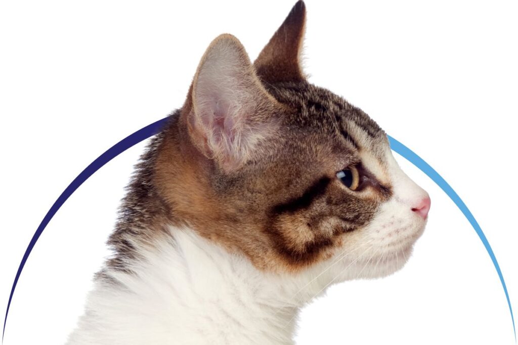 Profile of a tabby cat with a white chest, facing left, against a circular blue arc.