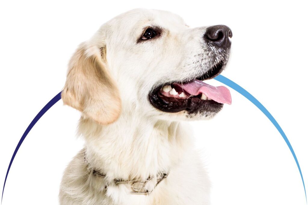 Golden retriever with a silver collar, tongue out, looking to the side.